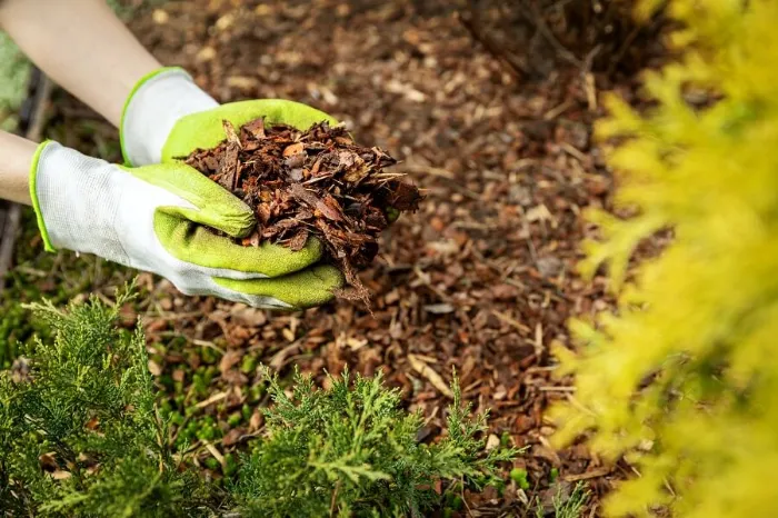 Excellent Mulching in Pueblo, CO