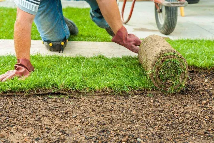 How long after installing sod can you walk on it in Pueblo, CO